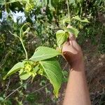 Wattakaka volubilis Leaf