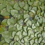 Nymphaea mexicana Frunză