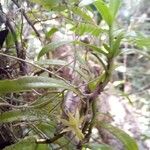 Angraecum chermezonii Çiçek