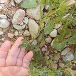 Malva setigera Leaf