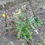 Crepis capillaris Habit