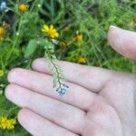 Myosotis arvensis Fleur