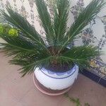 Cycas revolutaبرگ