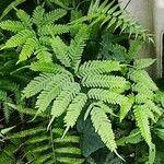 Pteris fauriei Blatt