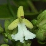 Oxera oreophila Blüte