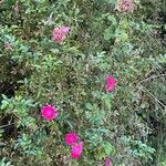 Rosa gallica Кветка