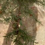 Cupressus lusitanica Φρούτο