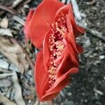 Haemanthus coccineus Květ