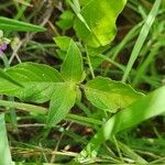 Ruellia prostrata 葉