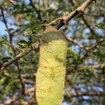 Senegalia senegal Плод