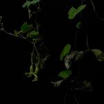 Aristolochia cymbifera Лист