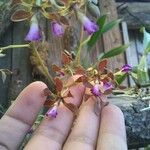 Encyclia pollardiana