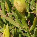 Carpobrotus edulisFlower