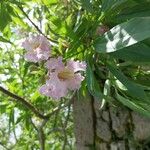 × Chitalpa tashkentensis Flors