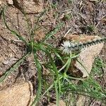 Chlorophytum africanum Leaf