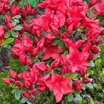 Rhododendron japonicum Cvet