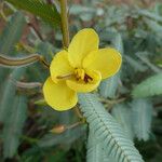 Chamaecrista kirkii Blüte