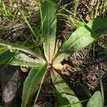 Hypochaeris maculata Folha