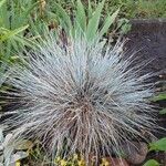 Festuca glauca Feuille