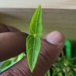 Vigna radiata Leaf