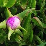 Carpobrotus acinaciformis Foglia