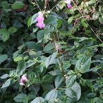 Impatiens balfourii Habitus