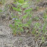 Scutellaria drummondii Yeri