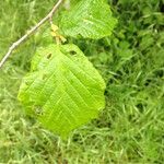 Corylus avellanaLapas