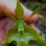 Epidendrum incomptum Flor