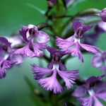 Platanthera psycodes Fleur
