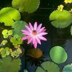 Nymphaea rubra Flower
