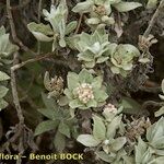 Helichrysum obconicum Annet