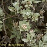 Helichrysum obconicum Інше