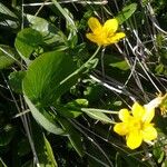 Ranunculus thora Bloem