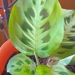 Maranta leuconeuraЛист