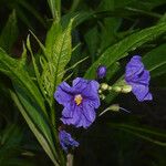 Solanum nudum Цвят