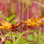 Liquidambar formosana Blad