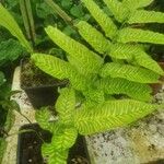 Coniogramme emeiensis Hoja