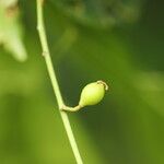 Celtis prantlii Fruto