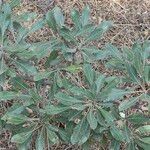 Pyrus elaeagrifolia 葉