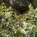 Barleria prionitis Blad