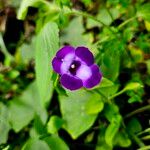 Torenia asiatica Flower