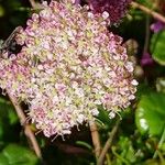 Mutellina adonidifolia 花