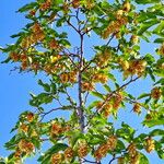 Ostrya carpinifolia Blodyn