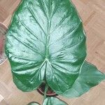 Alocasia macrorrhizos ᱥᱟᱠᱟᱢ