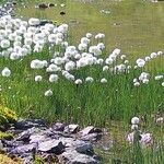 Eriophorum scheuchzeri Libunga