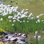 Eriophorum scheuchzeri Hábito