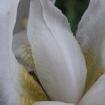 Iris albicans Virág