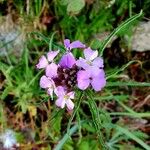 Erysimum linifolium Flower