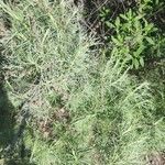 Artemisia californica 葉